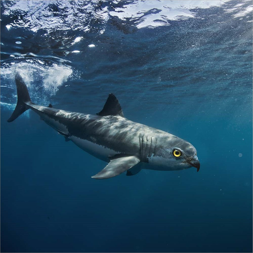 Birdshark by Pixelmated Animals, Canvas Art