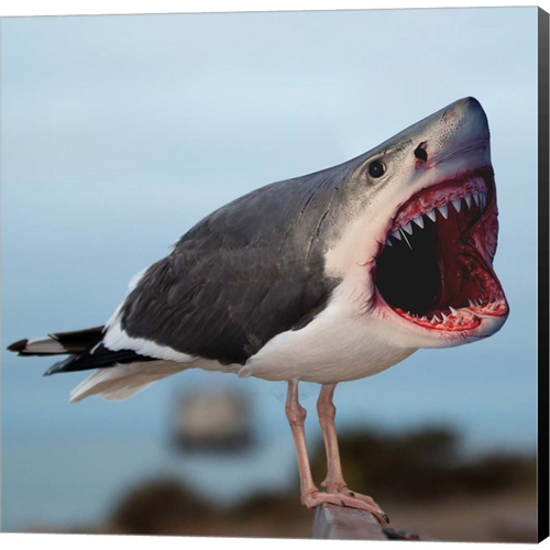 Sharkgull by Pixelmated Animals, Canvas Art - C1088696-0240000-8CAAAMA