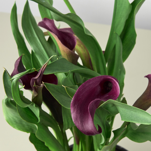 Purple Calla Lily