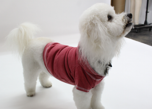 Doggy Hoodie French Terry - S000341B001390P000003V007