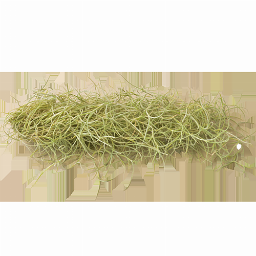 Tillandsia Air Plant Usneoides Spanish Moss