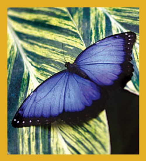 Butterfly - Magnetic Bookmark - 06161CommonMorphoButterfly