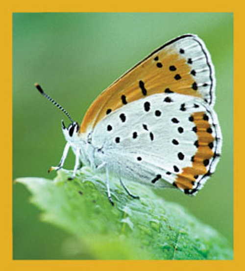 Butterfly - Magnetic Bookmark - 06158BronzeCopperButterfly