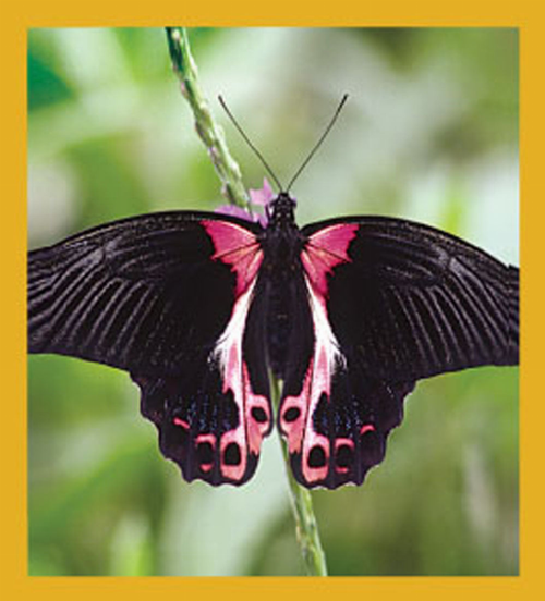 Butterfly - Magnetic Bookmark - 06159ScarletMormonButterfly