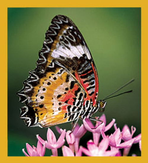 Butterfly - Magnetic Bookmark - 06179MalayLacewingButterfly