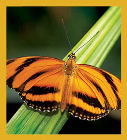 Butterfly - Magnetic Bookmark - 06180BandedOrangeButterfly