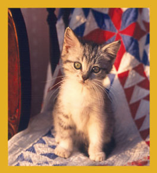 Rocking Away Cat - Magnetic Bookmark