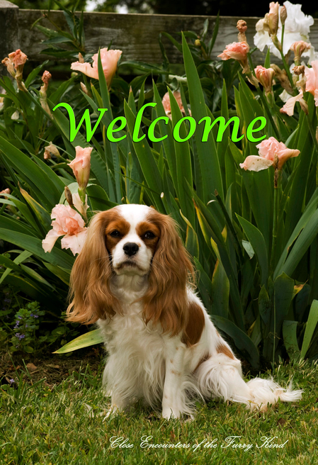 Cavalier King Charles Blenheim - Close Encounters of the Furry Kind Welcome  House and Garden Flags