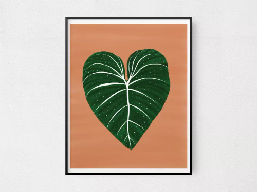 Philodendron Philodendron