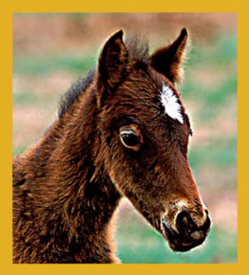 Diamond - Magnetic Bookmark