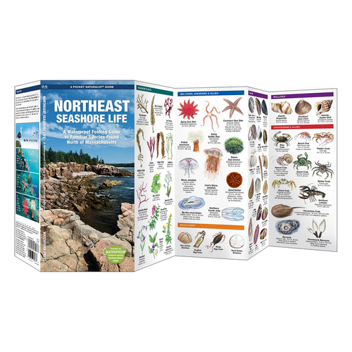 Northeast Seashore Life, 2nd Ed