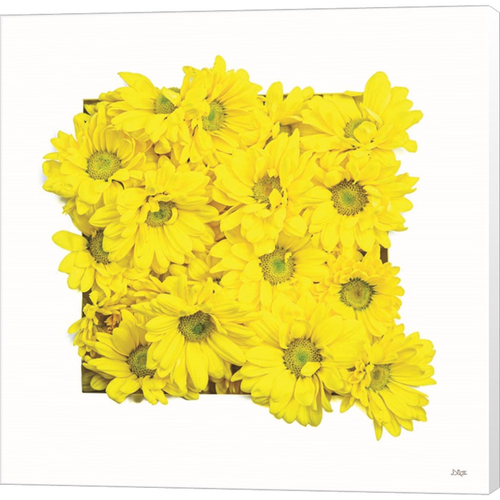 Floral Pop II by Donnie Quillen, Canvas Art - C1080548-0120000-ACAAAMA