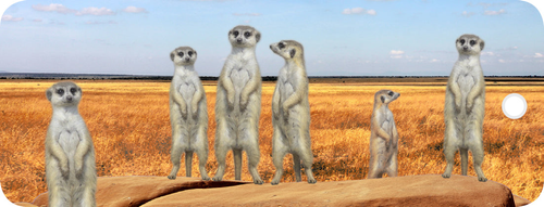 Meerkats - Motion Bookmark
