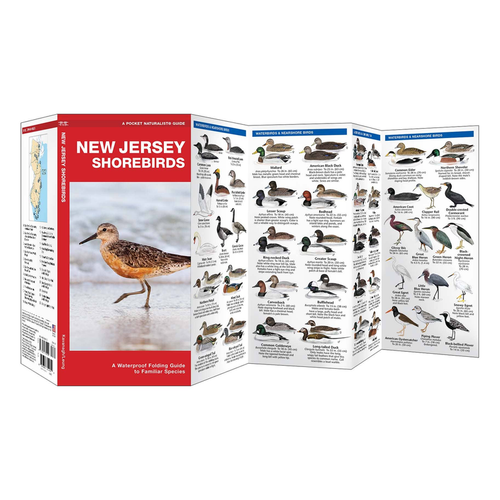 New Jersey Shorebirds