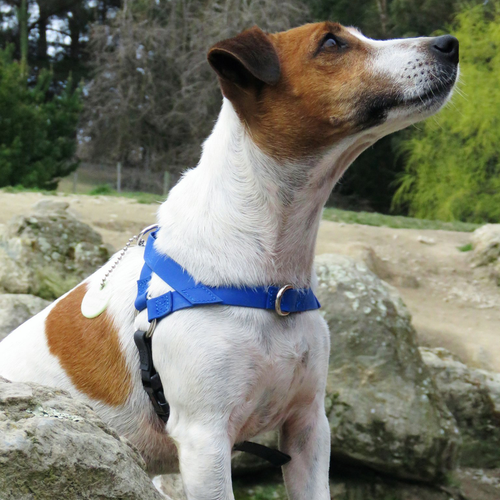 Freedom Harness - S000032B000142P000034V000