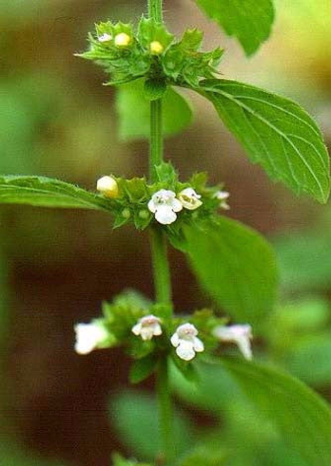 152722610.png 152722610.png