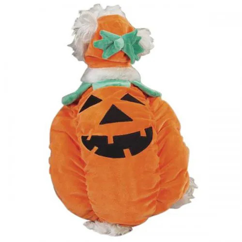 Zack & Zoey Pumpkin Pooch Costume - S000014B001415P000014V002