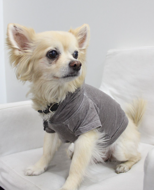 Doggy Hoodie - S000341B001390P000002V018