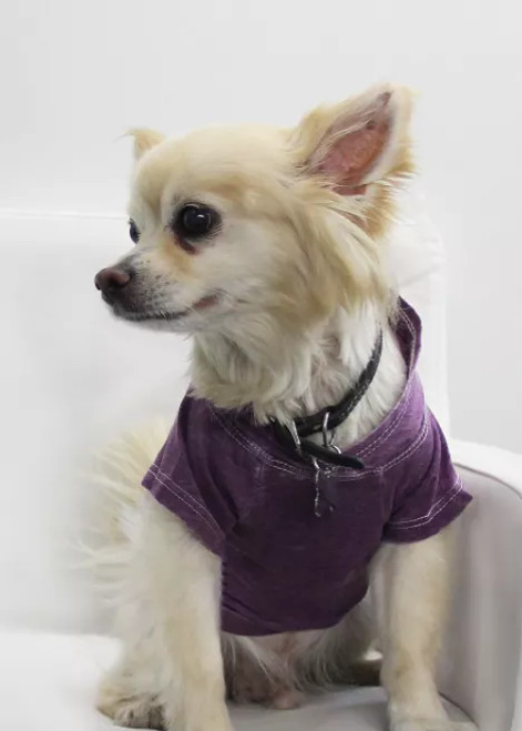 Doggy Hoodie - S000341B001390P000002V044