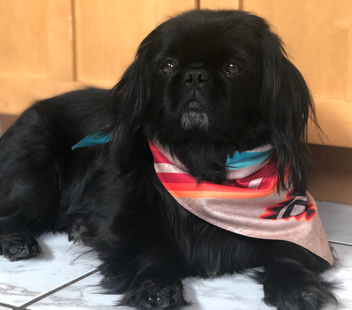 Sport Bandana - SBD0607-776