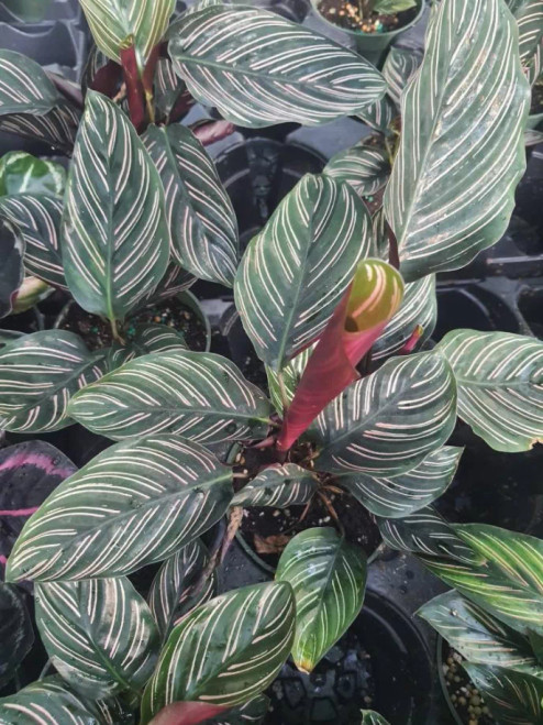 Calathea Ornata, Pinstripe Plant, Prayer Plant, Maranta, Marantaceae, Live House Plant Calathea Ornata, Pinstripe Plant, Prayer Plant, Maranta, Marantaceae, Live House Plant