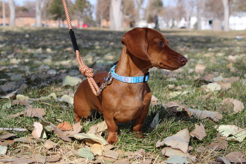 Zion Pattern Dog Collar - APPDC-Zion-M341114