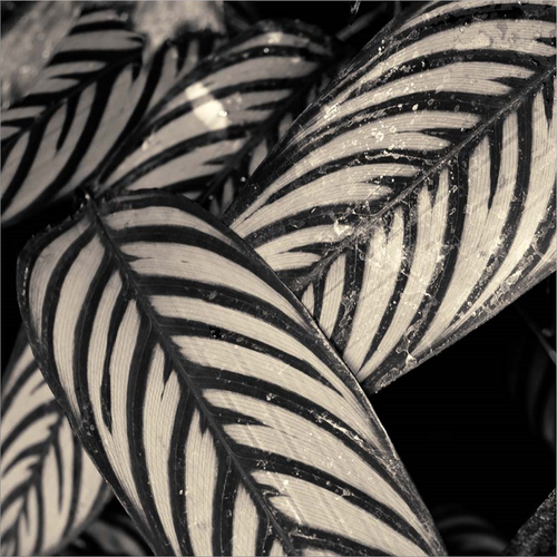 Varigated Leaves No. 2 by Gary Horsfall, Framed Wall Art