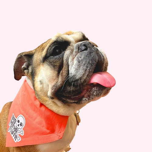 "Bad Motha Fluffa" Orange Collar Bandana