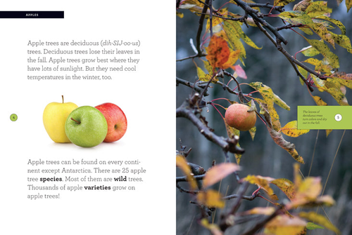 Grow with Me Series - 94150295