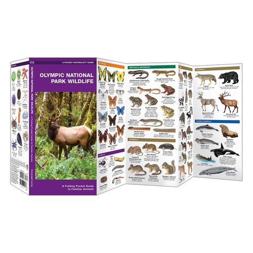 Olympic National Park Wildlife