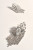 Jewelled Tassel Cocktail Earrings Crystal/Silver