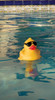 Thermometer - Derby Duck - Actual Photo