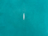 Stingray - Turquoise - Caviar