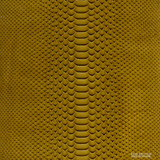 Molurus - B.C  - 449-3