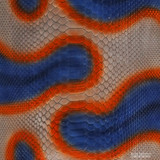 Molurus - B.C  -  571-3