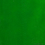 Molurus - B.C  -  580