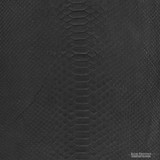 Molurus - B.C  -  889