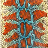 Molurus - F.C -  U.B. - 009