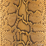 Molurus - F.C -  U.B. - 077-2