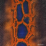 Molurus - F.C -  U.B. - 398