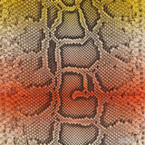 Molurus - F.C -  U.B. - 976-2