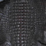 Niloticus - Hornback  - Black