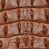 Niloticus-  Backstrap - Kango