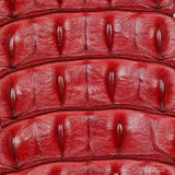 Niloticus-  Backstrap - Red