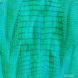 Alligator - Hand Painted - Matte