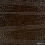 Niloticus - Chocolate B. - Millennium
