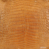 Niloticus - A. Saddle - Matte