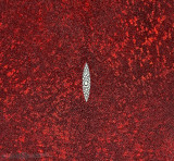 Stingray - Red - Hologram