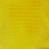 Alligator - Yellow - Glazed