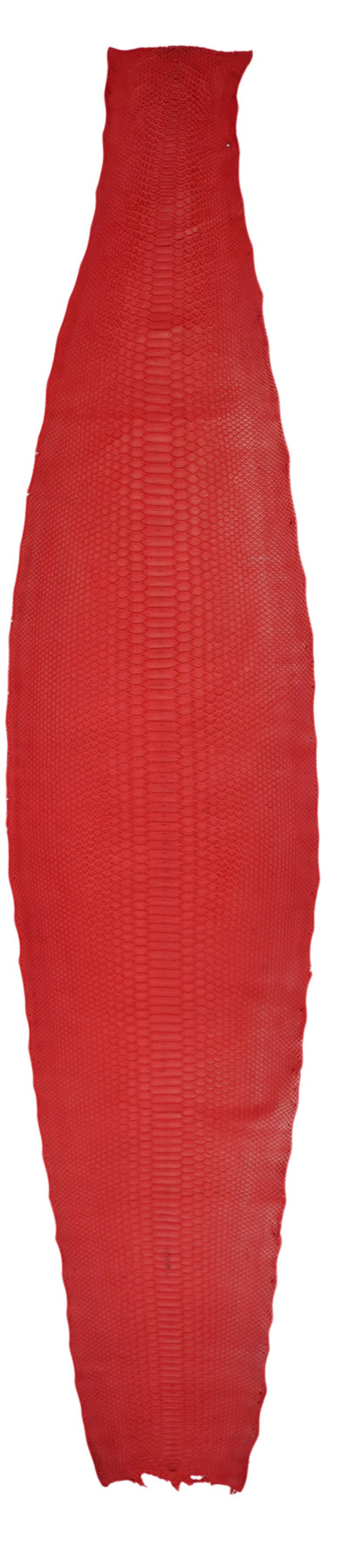 Curtus - B.C. -  F. Red - Matte